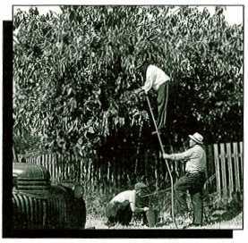 A team removing fruit. Later research has shown that fruit removal may hinder control