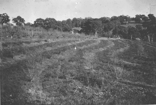 Contour planting of orchards at Blackwood in 1950%u2019s