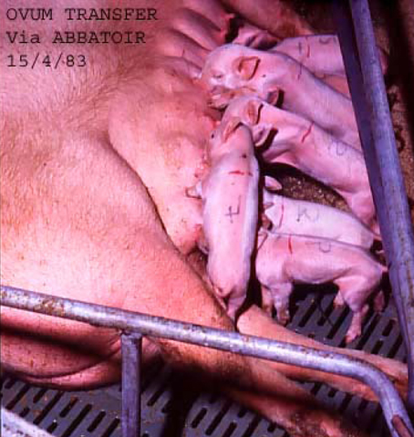 The litter from the very successful embryo transfer from a selected sow after the commercial slaughter process